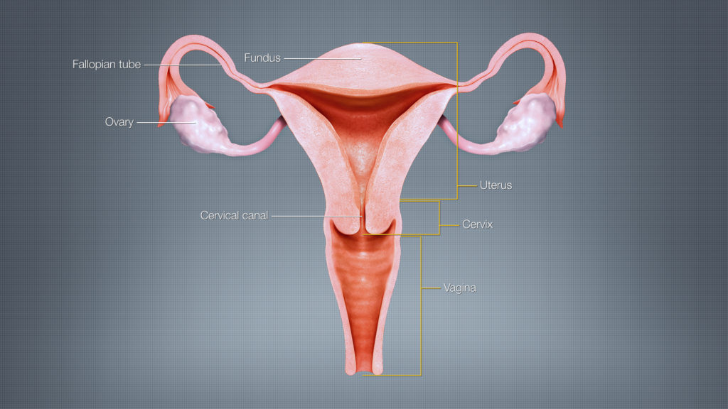 female reproduction - Morgan Fertility and Reproductive Medicine
